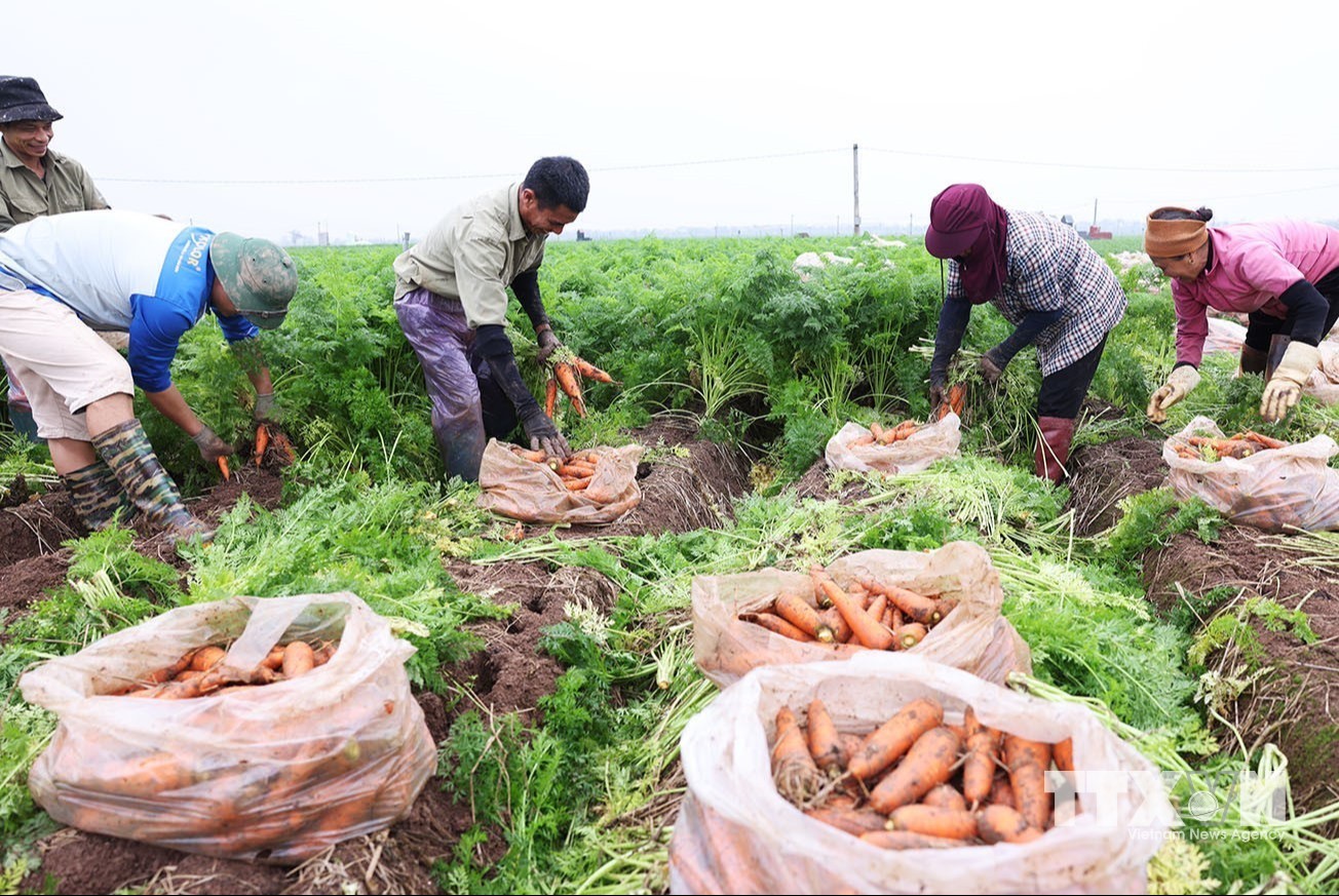 Thu hoạch cà rốt phục vụ thị trường xuất khẩu ở vùng sản xuất tập trung quy mô lớn, xã Tuệ Tĩnh, thành phố Hải Phòng. (Ảnh: Vũ Sinh/TTXVN)